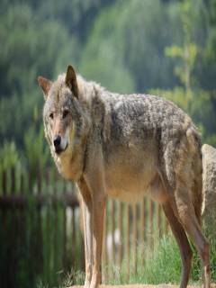 写楽さんの写真1